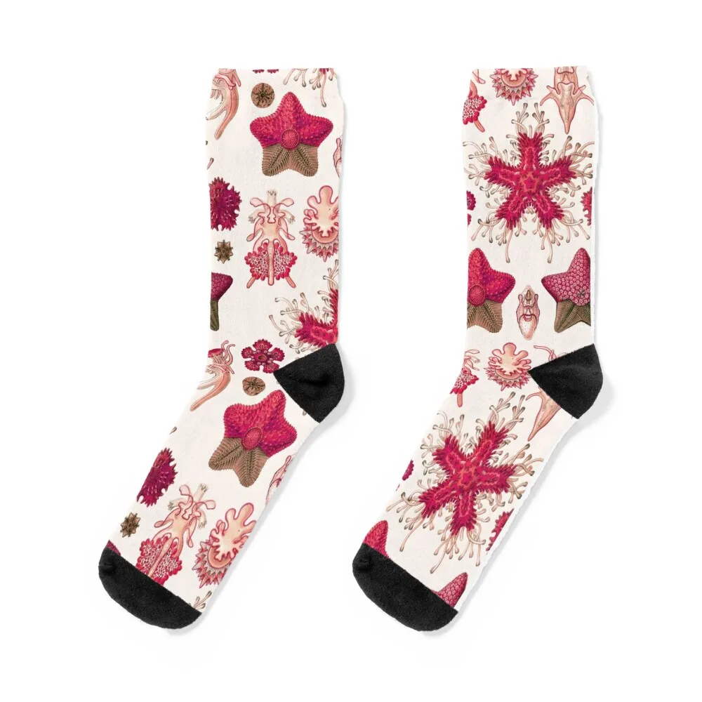 

Ernst Haeckel - Scientific Illustration - Asteroidea (Red) Socks Lots christmass gift socks man Socks Woman Men's