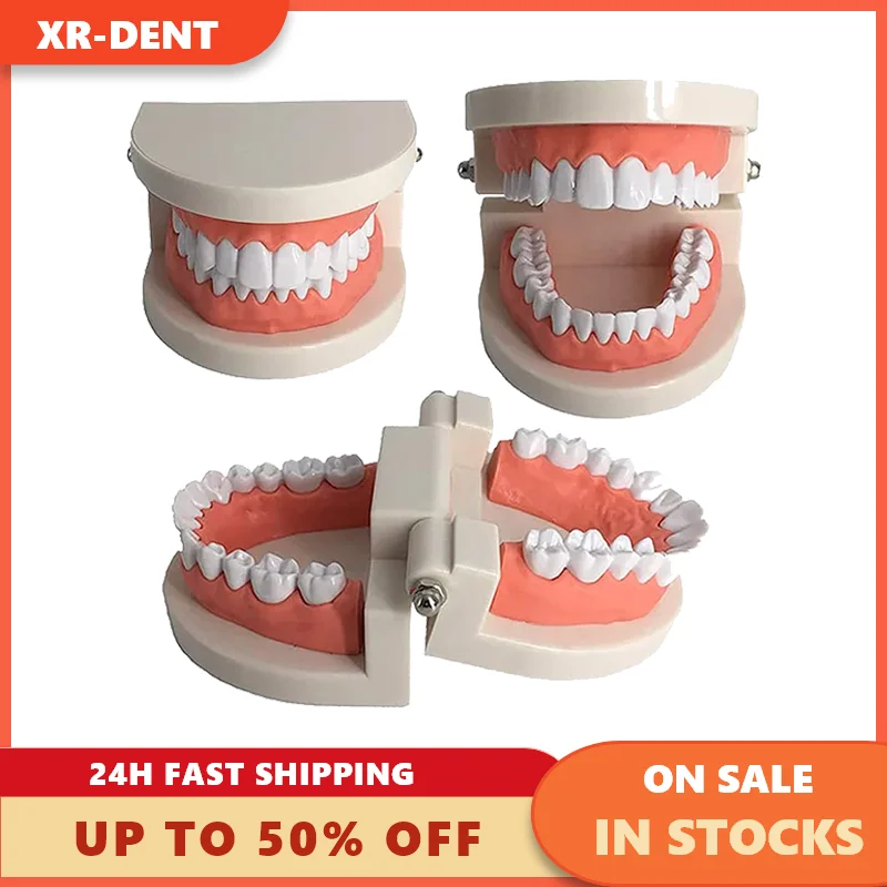 

Dental Adult Teeth Model Teaching Study Typodont Demonstration White Adult Teeth Model Training Model