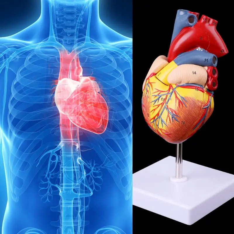 Disassembled Anatomical Human Heart Model Anatomy Medical Teaching Tool D5QC
Disassembled Anatomical Human Heart Model Anatomy Medical Teaching Tool D5QC