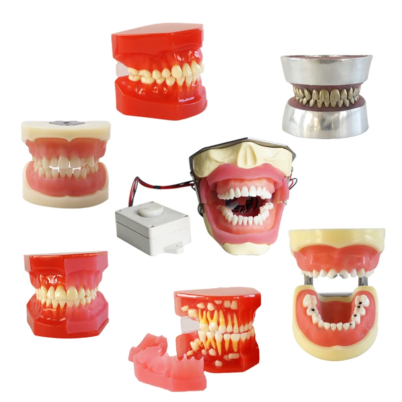 Dental Teeth Model Demonstration Orthodontic Tools Physician Certification Model for Dentist Teaching
Dental Teeth Model Demonstration Orthodontic Tools Physician Certification Model for Dentist Teaching