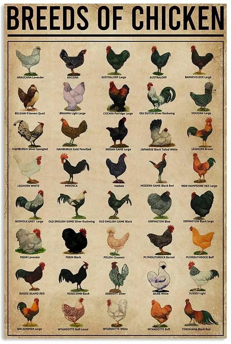 Breeds of Chickens Poster Wall Art Home Decor Vintage Metal Tin Signs Coffee Shop Plate Iron Painting Warn Retro Novelty Funny
Breeds of Chickens Poster Wall Art Home Decor Vintage Metal Tin Signs Coffee Shop Plate Iron Painting Warn Retro Novelty Funny