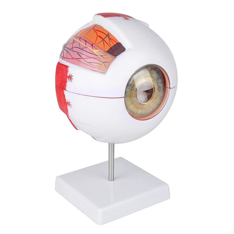 

Anatomical Eye Model Eyeball Eyelid Model Disassemble 6 Times Enlarged Optic Nerve For Eye Special Teaching 1 PCS