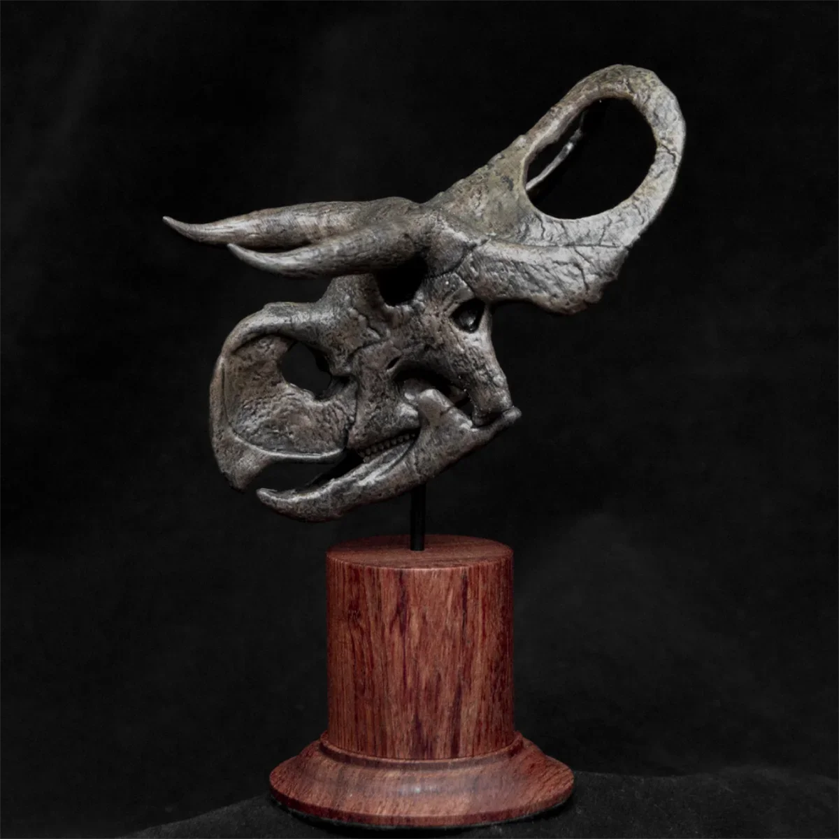 Модель черепа Nasutoceratops, Череп, скелет, Фигурка динозавра, коллекционер животных, обучающие игрушки для украшения, подарок GK
Модель черепа Nasutoceratops, Череп, скелет, Фигурка динозавра, коллекционер животных, обучающие игрушки для украшения, подарок GK