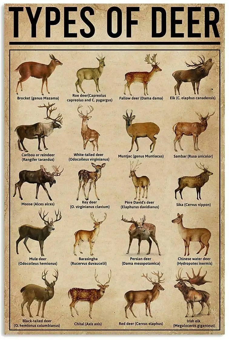 Types of Deer Vintage Novelty Funny Home Gift Bathroom Bar Man Cave Bedroom Parlor Restaurant Cafe Store Garage Club Retro Anima
Types of Deer Vintage Novelty Funny Home Gift Bathroom Bar Man Cave Bedroom Parlor Restaurant Cafe Store Garage Club Retro Anima