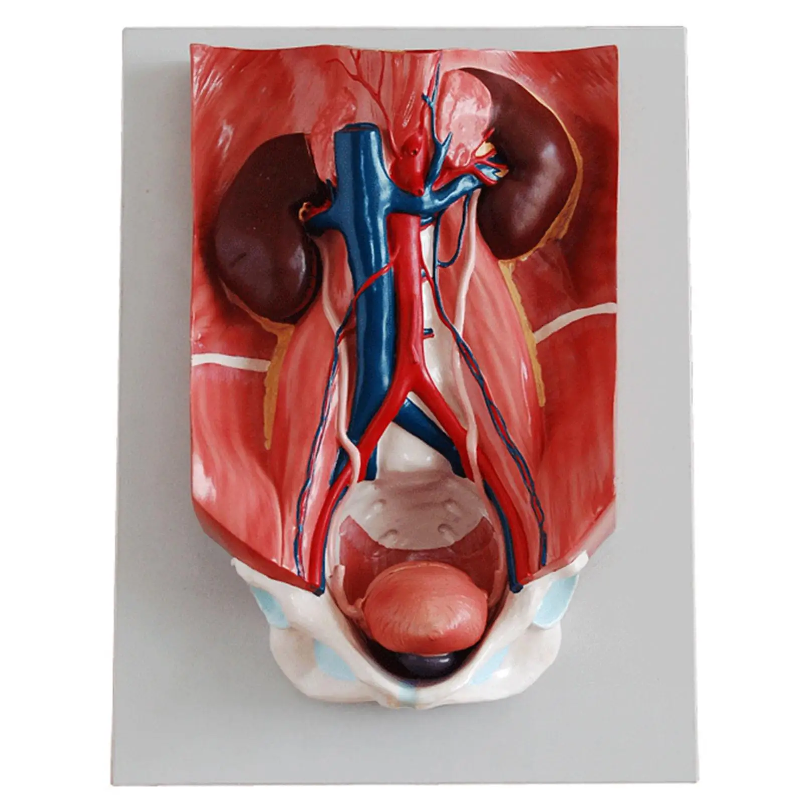 

Scientific Human Urinary System Anatomy Medical Model 4 Part High Quantily