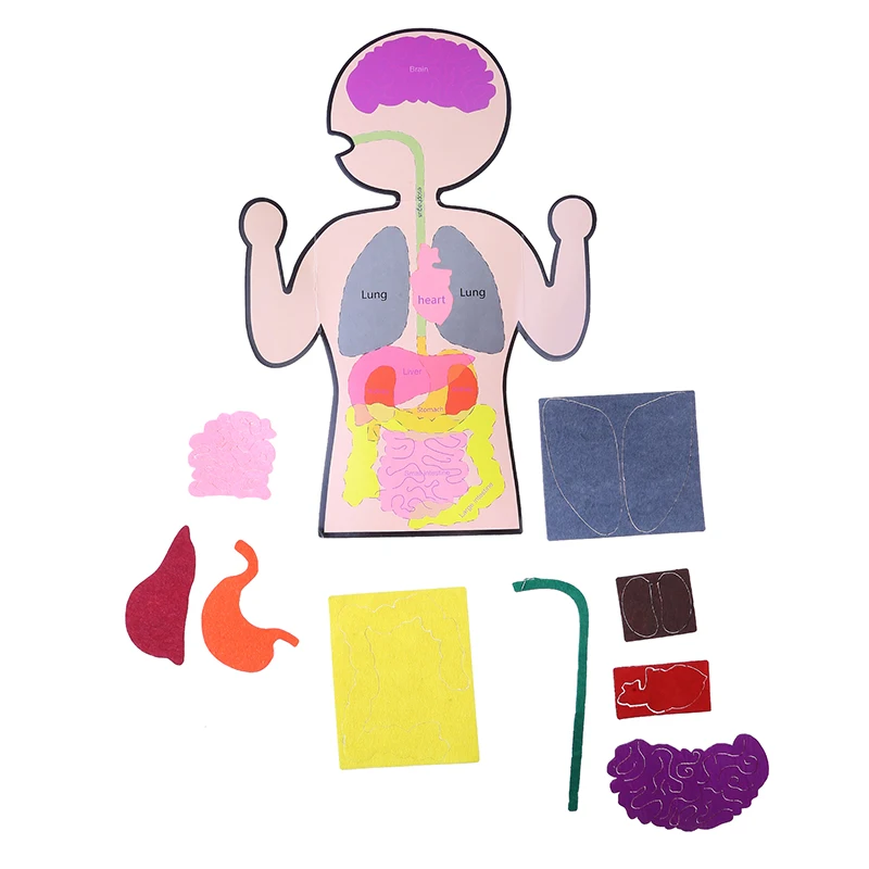 Детали тела, Обучающие пособия, Детские обучающие игрушки, Школьное учебное пособие, анатомия, человеческие органы, научное пособие, изготовление ткани
Детали тела, Обучающие пособия, Детские обучающие игрушки, Школьное учебное пособие, анатомия, человеческие органы, научное пособие, изготовление ткани