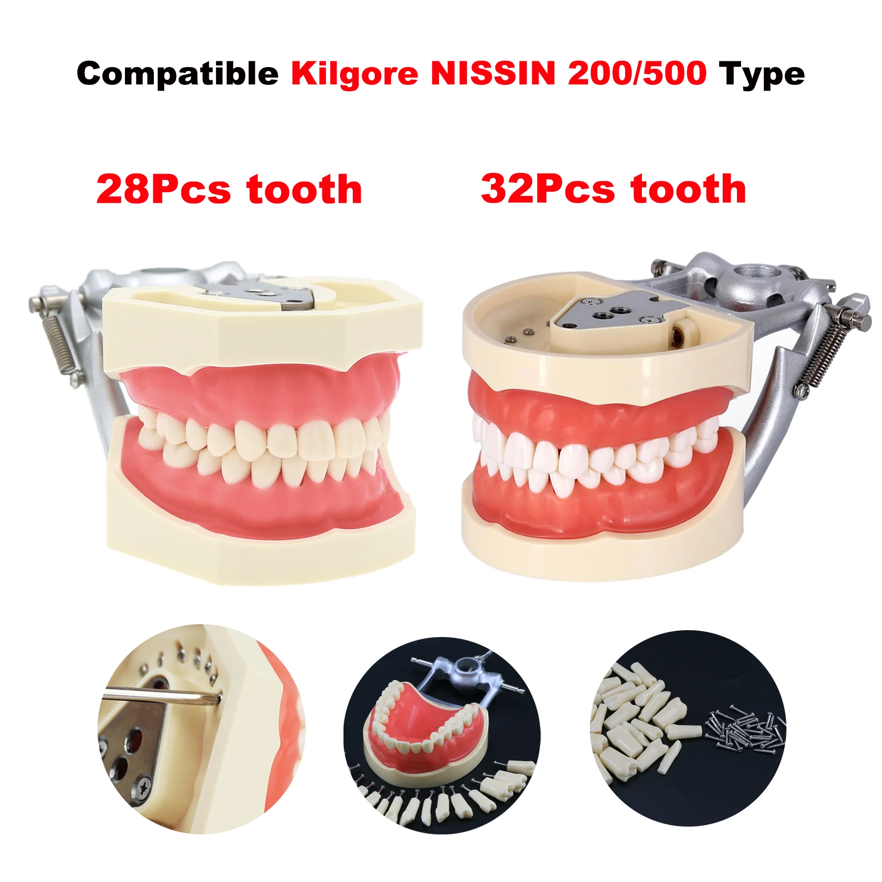 Dental Model Teaching Model With Removable 28/32pcs Tooth Fit Kilgore NISSIN 200/500 Type Simulation Cheek For Dentisty Teaching
Dental Model Teaching Model With Removable 28/32pcs Tooth Fit Kilgore NISSIN 200/500 Type Simulation Cheek For Dentisty Teaching