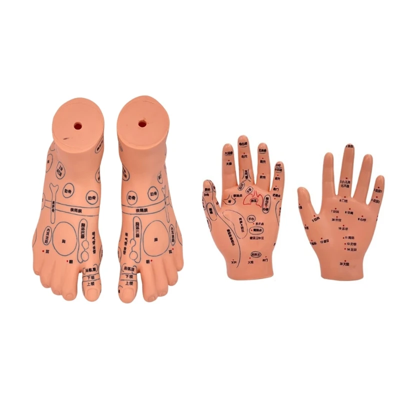 Human Acupuncture Model Hand Feet Ear Acupuncture Model for Massage, Acupuncture
Human Acupuncture Model Hand Feet Ear Acupuncture Model for Massage, Acupuncture