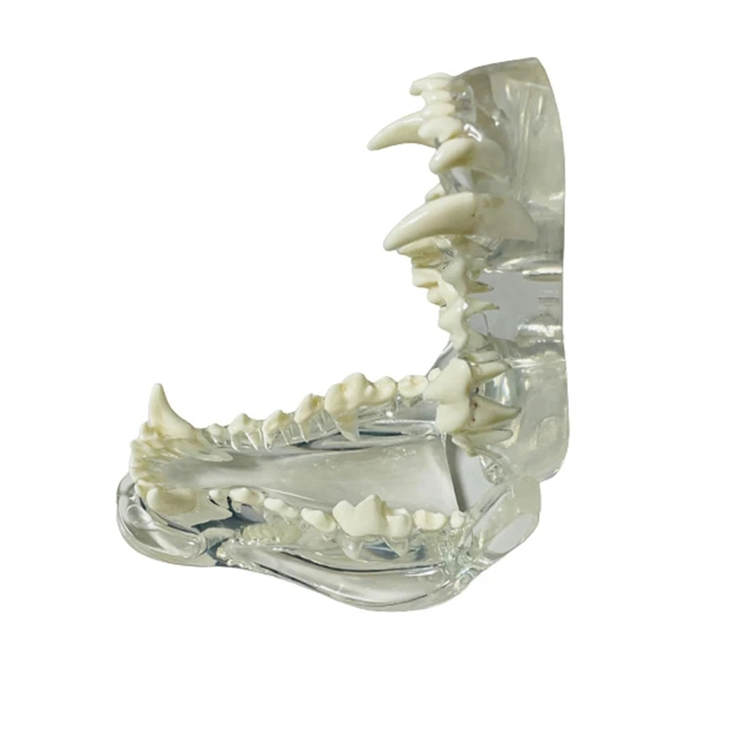 Transparent Canine Teeth Anatomical Model Animals Oral Tooth Jaw For Veterinary Educational Tool
Transparent Canine Teeth Anatomical Model Animals Oral Tooth Jaw For Veterinary Educational Tool