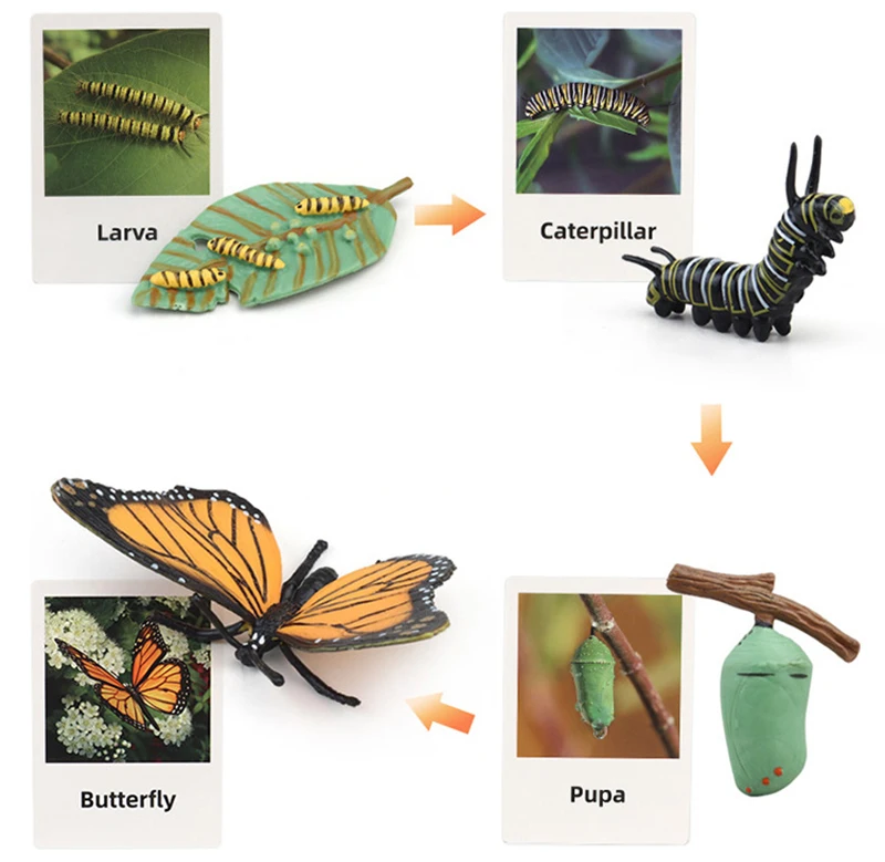 Tierlebenszyklus Kinderspielzeug Simulation Pflanzenmodell Montessori Lehrmittel Tierwachstumszyklus Modell Set Kognitives Spielzeug Tierlebenszyklus Kinderspielzeug Simulation Pflanzenmodell Montessori Lehrmittel Tierwachstumszyklus Modell Set Kognitives Spielzeug