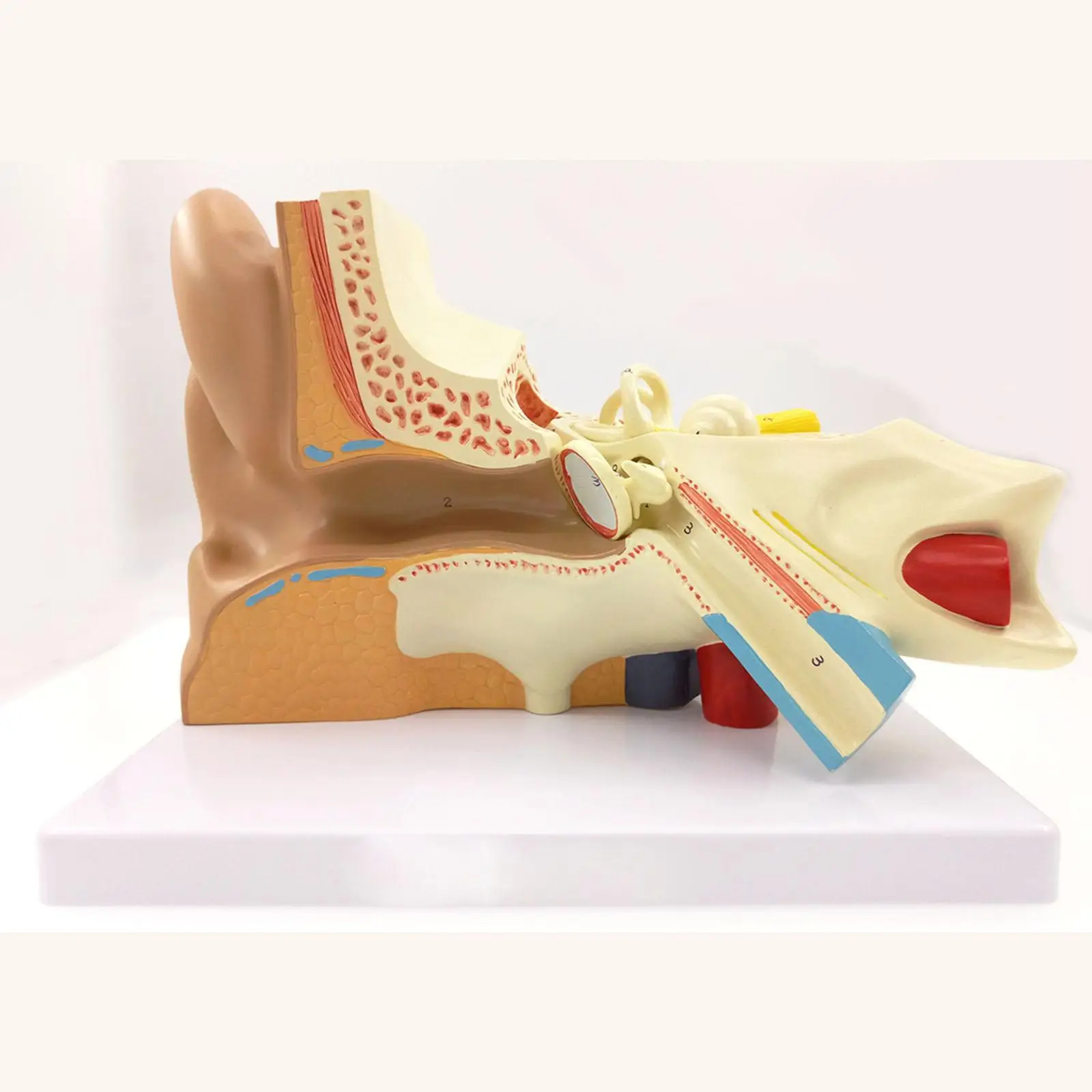 3 Part Human Ear Anatomy Medical Model Teaching Aid with Removable Sections Structure Model
3 Part Human Ear Anatomy Medical Model Teaching Aid with Removable Sections Structure Model