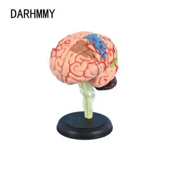 DARHMMY 4D 의료용 탈착식 모델 조립 모델 구조, 뇌 해부학 뇌 모델, 해부학 의료 교육 도구