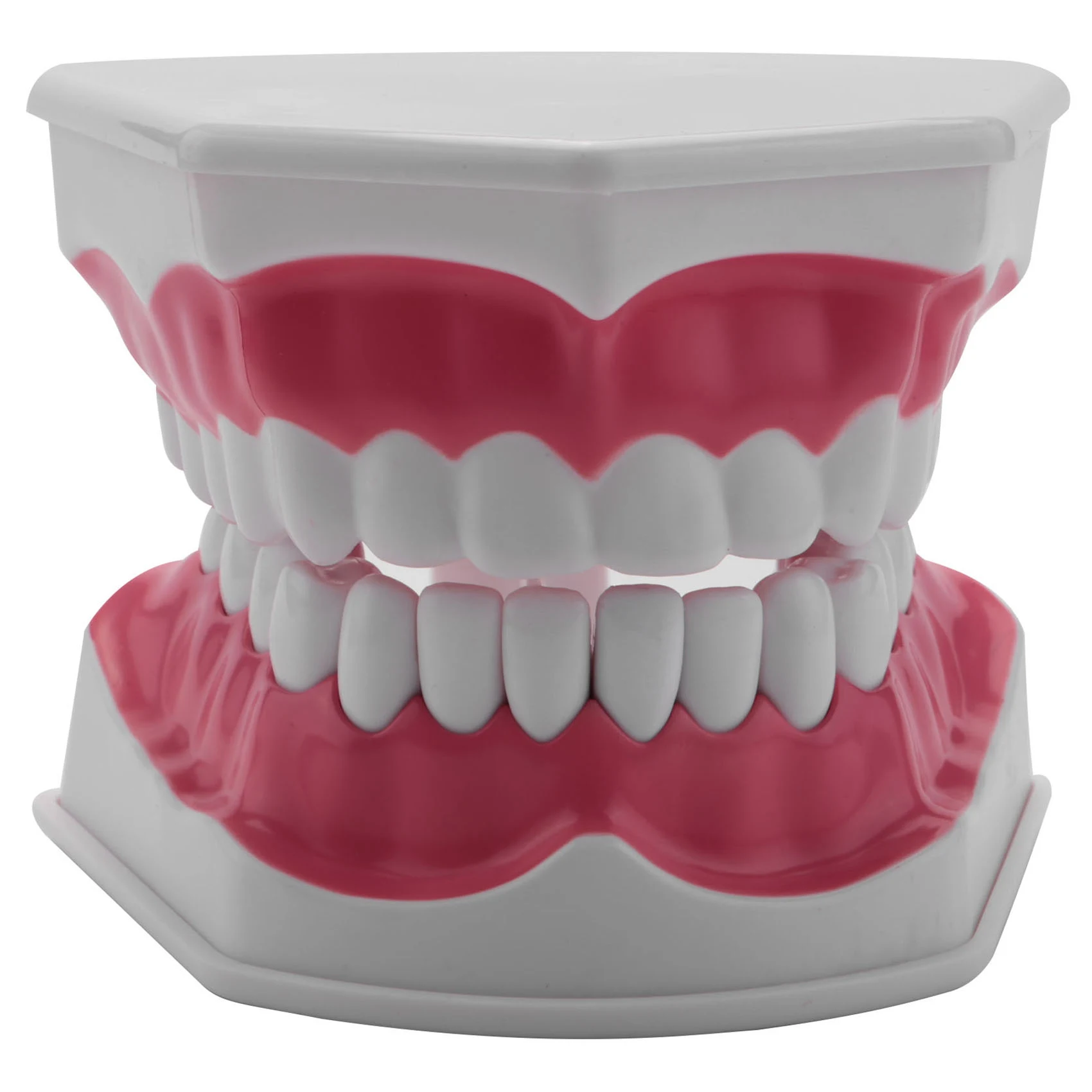 Dental Model Brushing Flossing Practice Teeth Typodonts Mode Gingiva Visible Anatomic Demonstration
Dental Model Brushing Flossing Practice Teeth Typodonts Mode Gingiva Visible Anatomic Demonstration