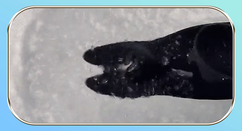 Couple Vibrator with Dual Motor Cockring APP Control Cock Penis Ring Adult Sexy Toys For Men Delay Ejaculation Penisring Couple Vibrator with Dual Motor Cockring APP Control Cock Penis Ring Adult Sexy Toys For Men Delay Ejaculation Penisring