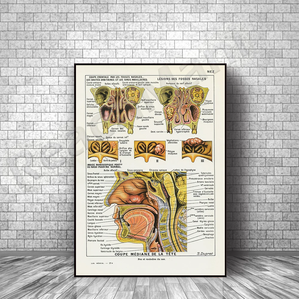 nose print 1952 french vintage anatomy print, vintage breathing medical decor, medical gift, heart gift for doctor office decor
nose print 1952 french vintage anatomy print, vintage breathing medical decor, medical gift, heart gift for doctor office decor