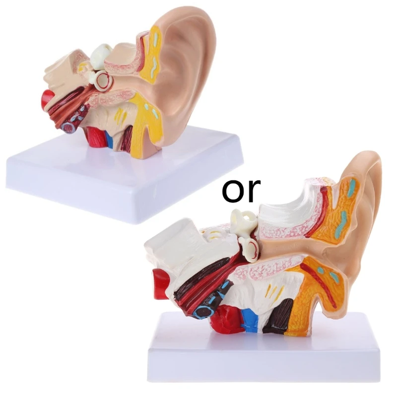 

Анатомическая модель человеческого уха в 1,5 раза больше натуральной величины, органические медицинские учебные принадлежности,
