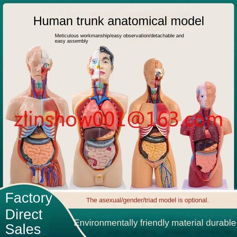 28cm45cm85cm Human Torso Anatomy Model Organ Detachable Medical Teaching Heart Viscera Model
28cm45cm85cm Human Torso Anatomy Model Organ Detachable Medical Teaching Heart Viscera Model