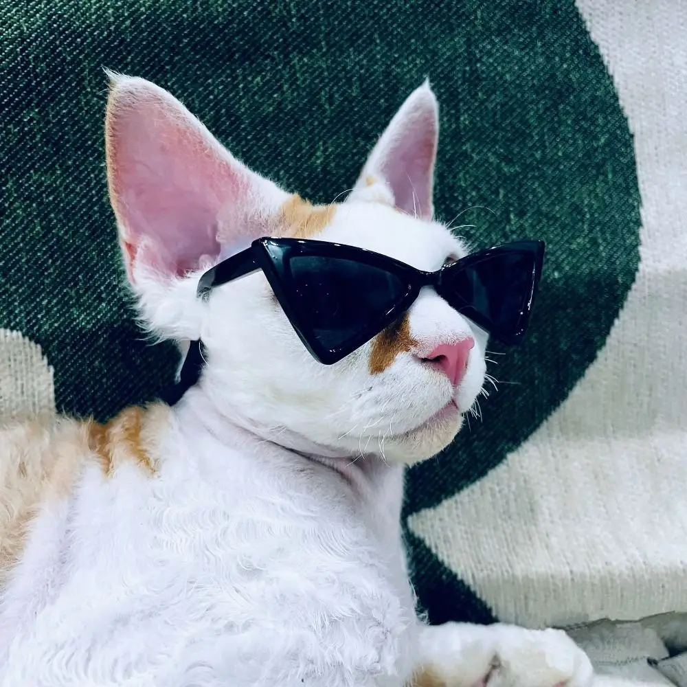Triangular Sphynx Cat Sunglasses Cat Windproof Glasses Transparent Cat Goggles Plastic Dog Eyewear Glasses
Triangular Sphynx Cat Sunglasses Cat Windproof Glasses Transparent Cat Goggles Plastic Dog Eyewear Glasses