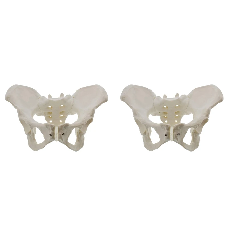 2X Life Size Female Pelvis Model, Hip Model - Female Anatomy Model, Hip Bone Pelvic Model Female Anatomical Model
2X Life Size Female Pelvis Model, Hip Model - Female Anatomy Model, Hip Bone Pelvic Model Female Anatomical Model
