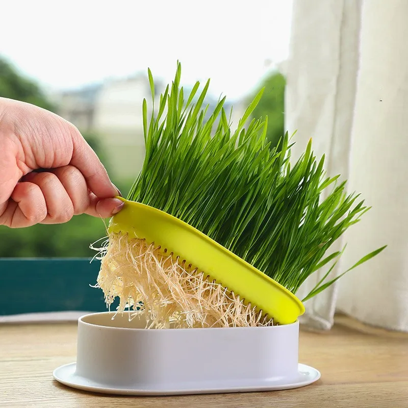 

1Set Pet Cat Sprout Dish Growing Pot Hydroponic Plant Cat Grass Germination Digestion Starter Dish Greenhouse Grow Box