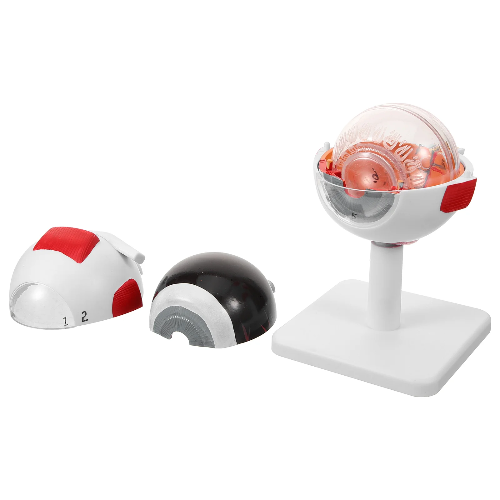 Модель глаз, анатомия, человеческие Глазные яблоки для обучения, анатомический медицинский дисплей увеличенный
Модель глаз, анатомия, человеческие Глазные яблоки для обучения, анатомический медицинский дисплей увеличенный