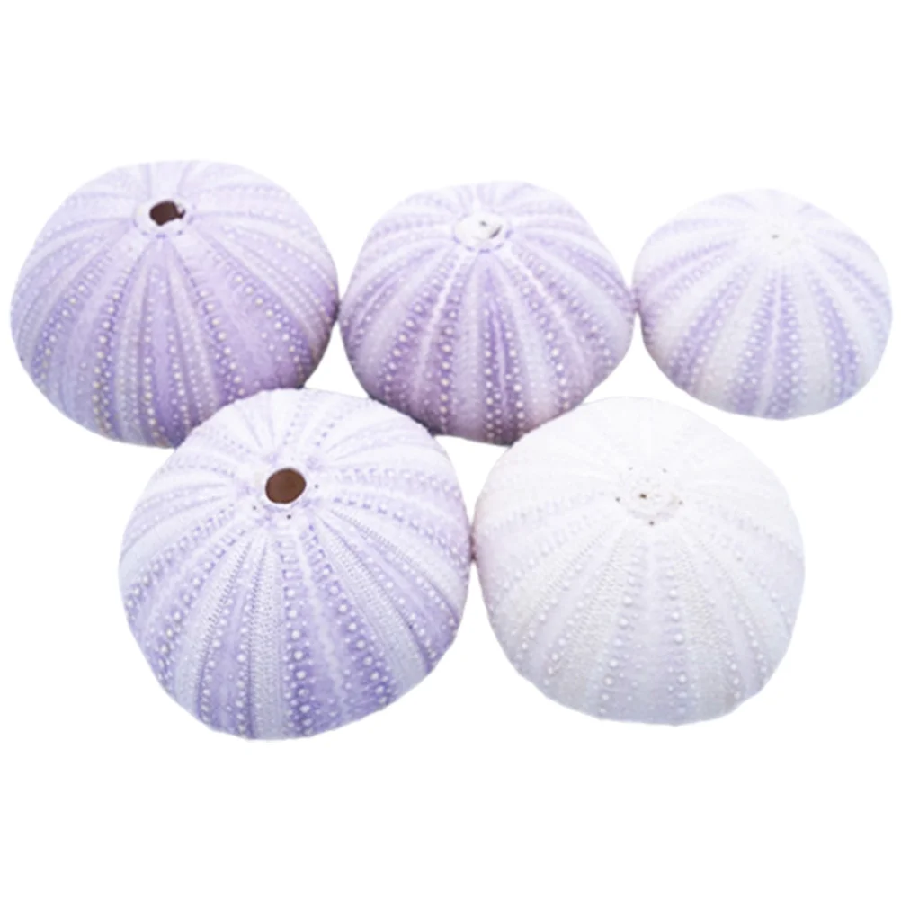Urchin Sea Plant Air Shell Decor Sea Urchin Shell Craft Potted Plant Decoration Fish Tank Layout Sea Aquarium Urchin Decor
Urchin Sea Plant Air Shell Decor Sea Urchin Shell Craft Potted Plant Decoration Fish Tank Layout Sea Aquarium Urchin Decor