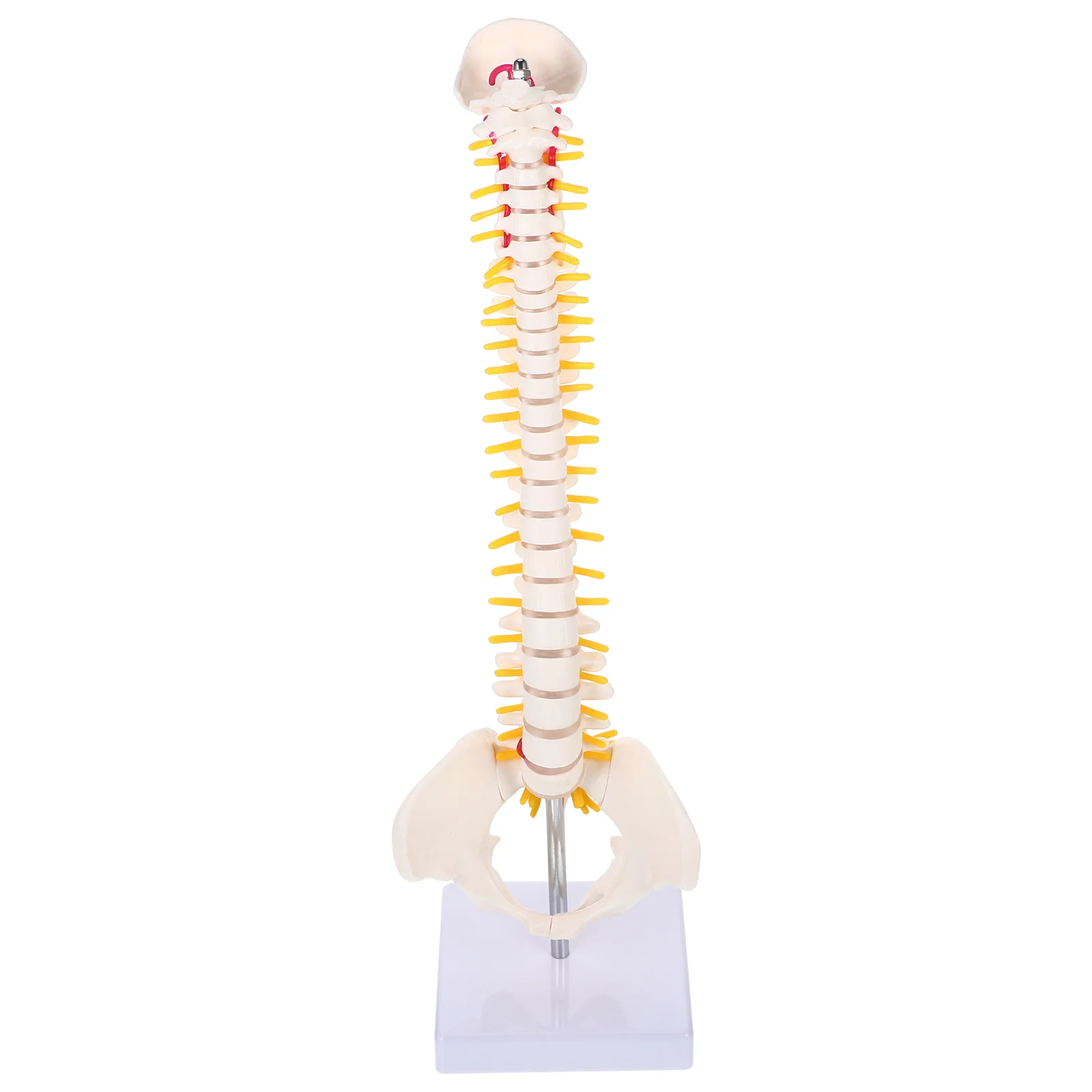 

Model Anatomical Musculoskeletal Model- Spine Model For Doctor Human Medical Flexible Chiropractic Model Anatomy Human Spinal