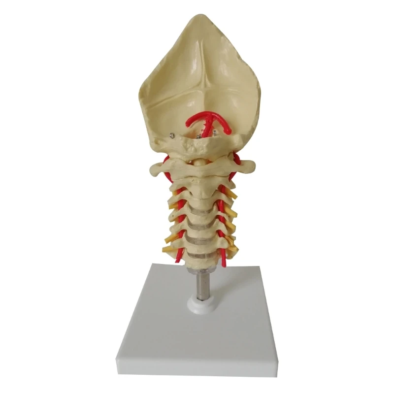 

Модель позвонка, шейный отдел позвоночника с шейной артерией, затылочная кость, диск, модель нерва, Прямая поставка