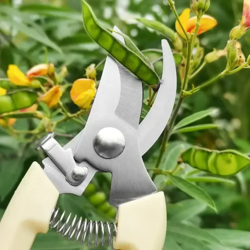 Scissors Cutting Fruit Steel Flower Household Tree Branch Flower Garden Arrangement Grafting Pruning Cutting Stainless
Scissors Cutting Fruit Steel Flower Household Tree Branch Flower Garden Arrangement Grafting Pruning Cutting Stainless