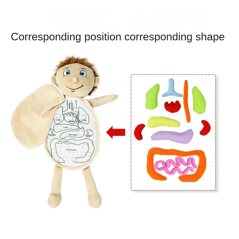 

Ultimate Brain-Boosting Baby Cognitive Toys: Solve the Puzzl Of Human Organs with this Engaging Body Structure Puzzle