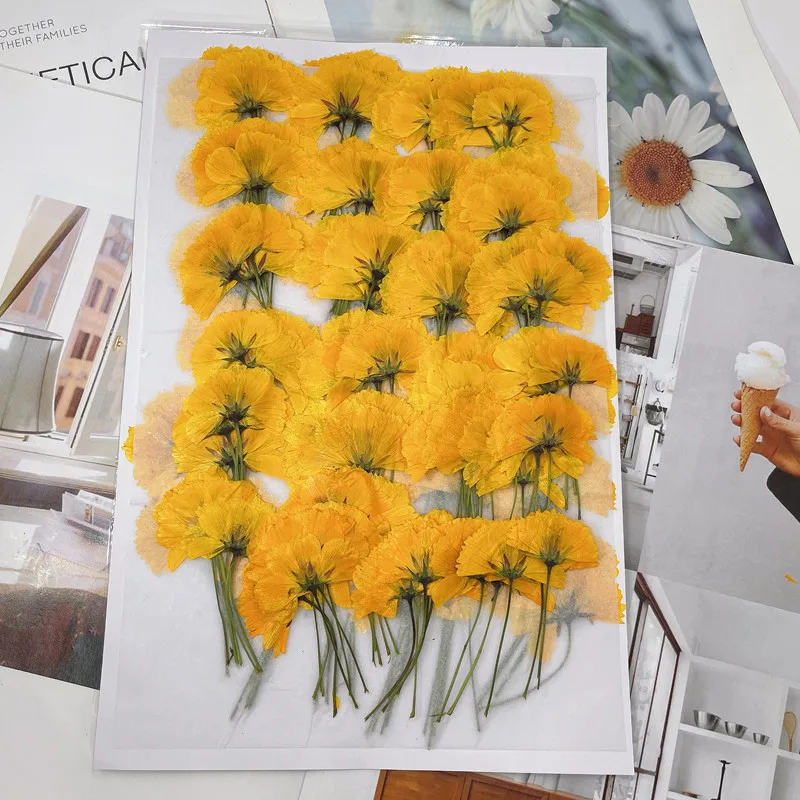 240pcs Side Pressed Dried Cosmos Sulphureus Cav. Flower Plant Herbarium For Jewelry Postcard Phone Case Bookmark Craft DIY
240pcs Side Pressed Dried Cosmos Sulphureus Cav. Flower Plant Herbarium For Jewelry Postcard Phone Case Bookmark Craft DIY