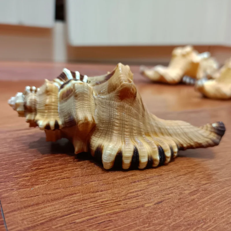 Cymatium Lotus Natural Conch Fish Tank Decoration Handcrafts Beach Decorations for Home Beach Decor Nautical Home Decor
Cymatium Lotus Natural Conch Fish Tank Decoration Handcrafts Beach Decorations for Home Beach Decor Nautical Home Decor