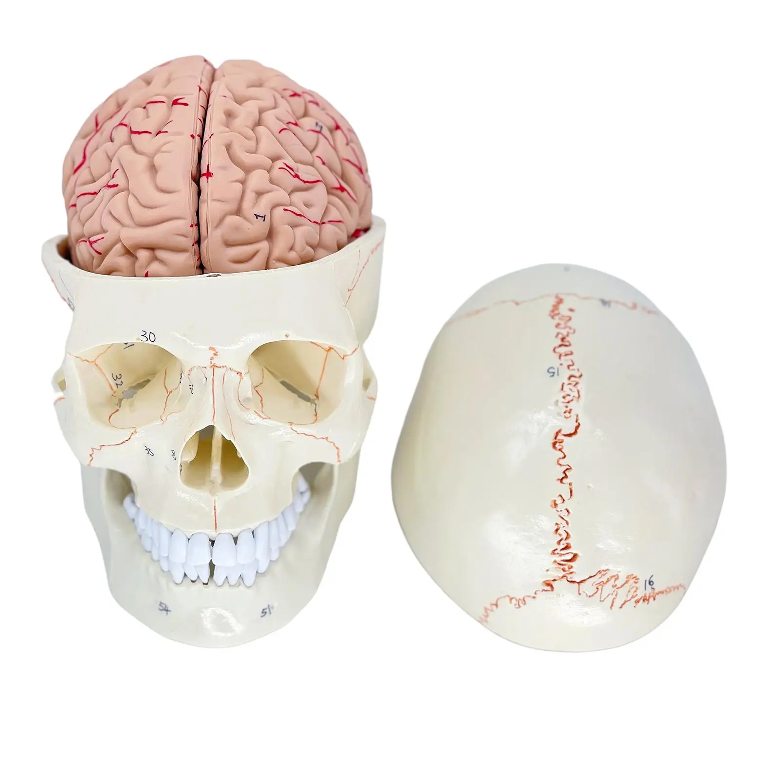 Human Head Skull with Removable Skull Cap Brain Model Human Brain Anatomy Model Anatomy Skull Model for Display Study Teaching
Human Head Skull with Removable Skull Cap Brain Model Human Brain Anatomy Model Anatomy Skull Model for Display Study Teaching