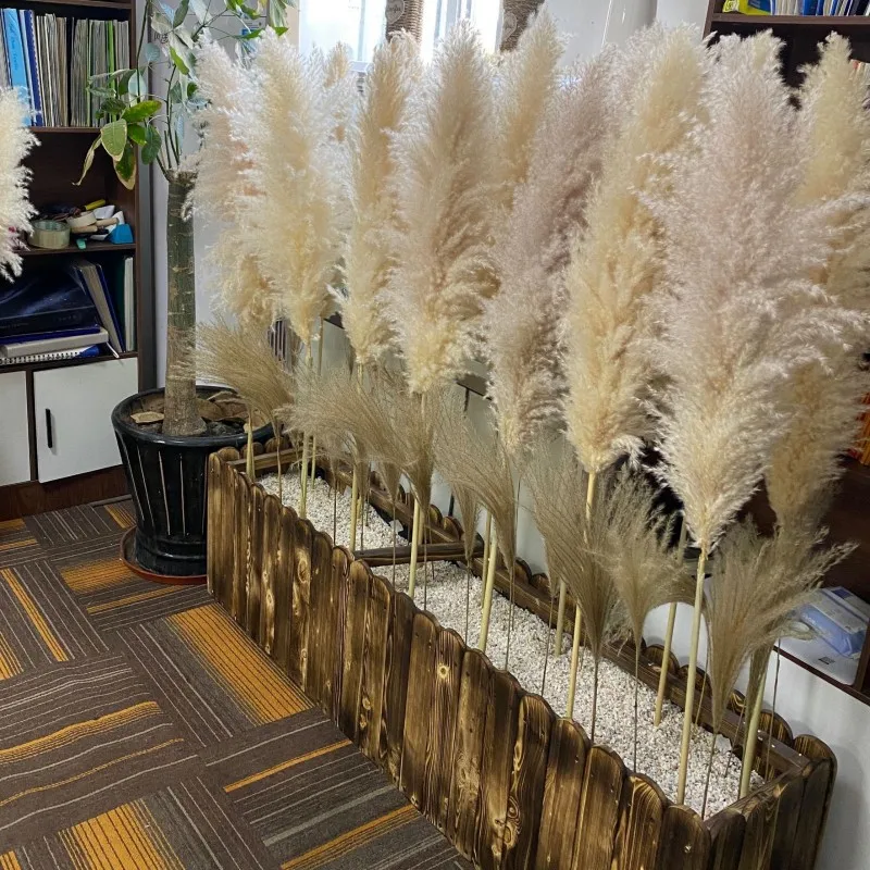 About 80cm Fluffy Large Pampas Grass Dried Flower Natural Reeds Wedding Shop Decoration Ornament Boho Vintage Home Decor Bouquet
About 80cm Fluffy Large Pampas Grass Dried Flower Natural Reeds Wedding Shop Decoration Ornament Boho Vintage Home Decor Bouquet