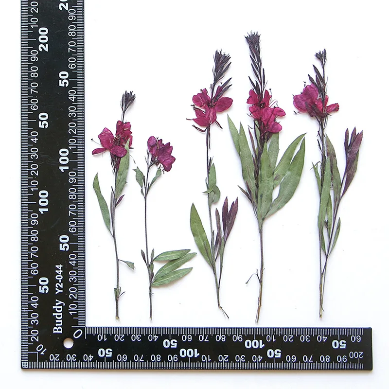 24pcs Pressed Dried Gaura lindheimeri Flower Stem Herbarium Jewelry Postcard Bookmark Frame Phone Case Face Makeup Lamp Card DIY
24pcs Pressed Dried Gaura lindheimeri Flower Stem Herbarium Jewelry Postcard Bookmark Frame Phone Case Face Makeup Lamp Card DIY
