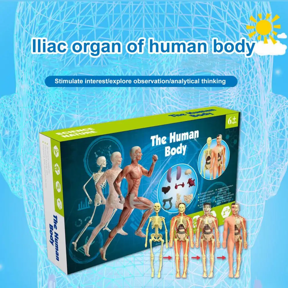 

Organ Anatomy Model Human Body Model for Kids Detachable Skeletal System Toy Learn Anatomy Physiology with Study Tools