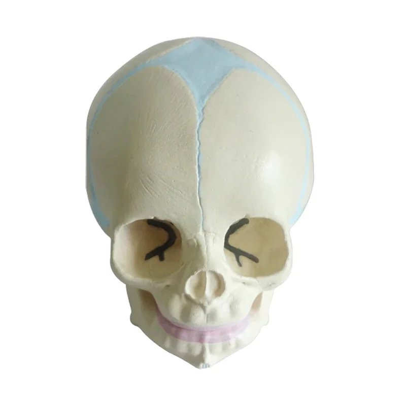 Анатомический череп для младенцев, плода, модель анатомический скелет, инструмент для обучения в медицинской лаборатории, 1:1
Анатомический череп для младенцев, плода, модель анатомический скелет, инструмент для обучения в медицинской лаборатории, 1:1