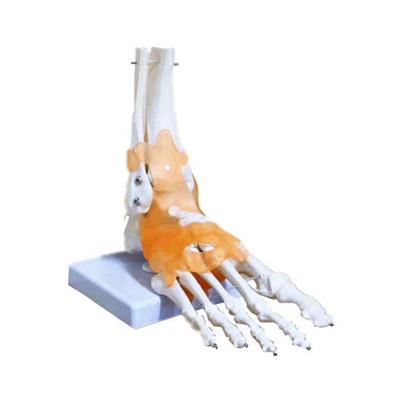 

Модель человеческой стопы с магнитной подошвой 1:1, скелет человека, связывающая модель анатомической и анатомической анатомии для ног и суставов голеностопа, медицинская обучающая модель