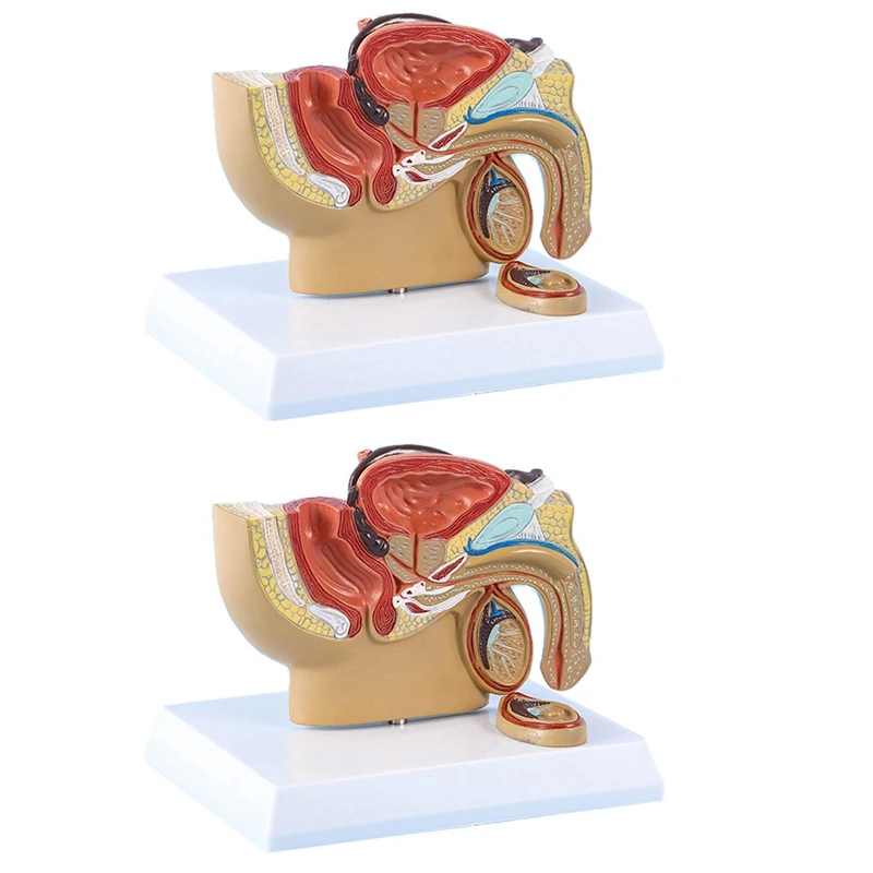 4X 1:2 Male Pelvic Sagittal Section Testicular Prostate Bladder Rectal Urinary System Model
4X 1:2 Male Pelvic Sagittal Section Testicular Prostate Bladder Rectal Urinary System Model