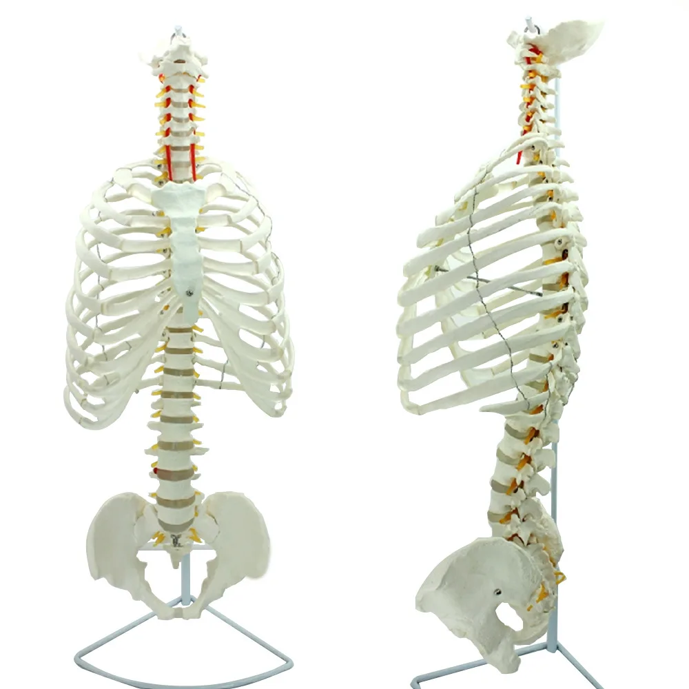 Medical Human Spine And Thoracic Structure Model Spine Pelvic Osteosynthesis Sternum Ribs Thoracic Skeleton Model
Medical Human Spine And Thoracic Structure Model Spine Pelvic Osteosynthesis Sternum Ribs Thoracic Skeleton Model