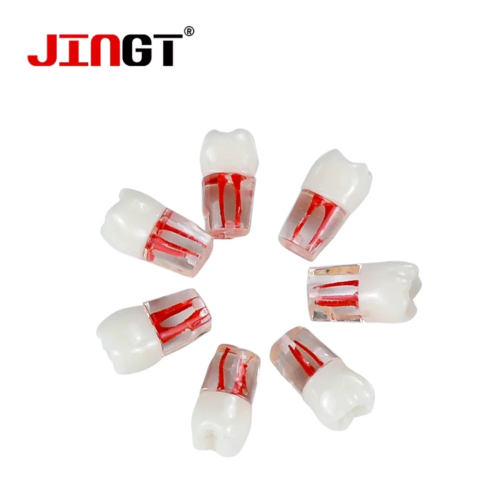 JINGT Dental Teeth Practice Model Endodontics Blocks Training Root Canal Files Study Resin RCT Demo Endo Training Root Practice
JINGT Dental Teeth Practice Model Endodontics Blocks Training Root Canal Files Study Resin RCT Demo Endo Training Root Practice