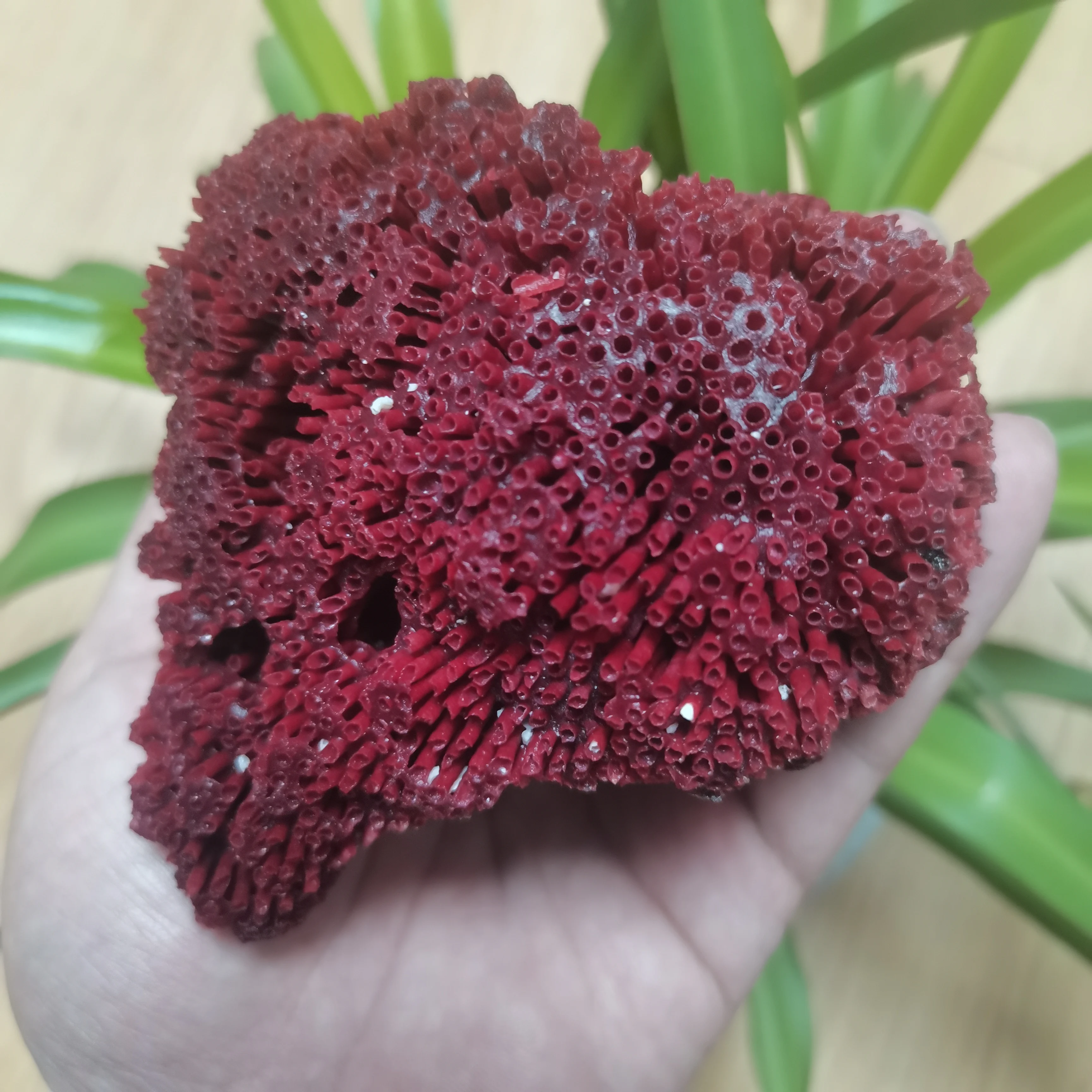 429g Large Size Natural submarine red Coral ore specimen Fish Tank Aquarium Landscaping Furnishing Natural Ornament Marine Home
429g Large Size Natural submarine red Coral ore specimen Fish Tank Aquarium Landscaping Furnishing Natural Ornament Marine Home