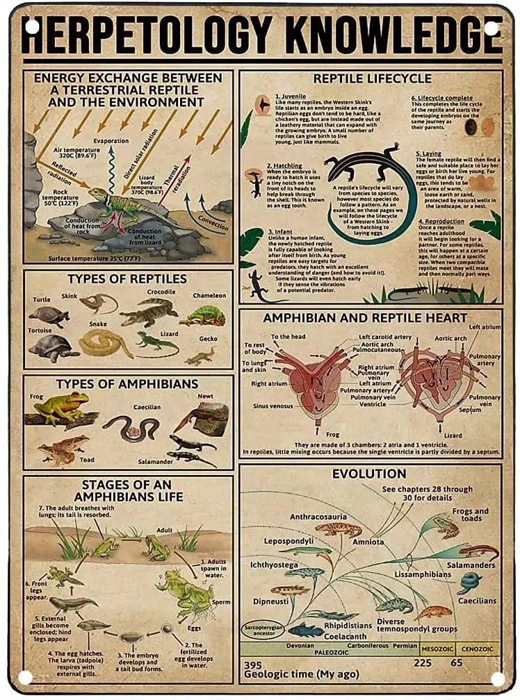 LindaFeeney Herpetology Knowledge Vintage Metal Tin Signage Types Of Reptiles Printing Poster Entertainment Bar Cafe Living Room
LindaFeeney Herpetology Knowledge Vintage Metal Tin Signage Types Of Reptiles Printing Poster Entertainment Bar Cafe Living Room