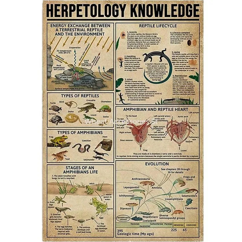 Herpetology Knowledge Metal Sign Amphibian and Reptile Poster Anatomy Infographic School Education Farm Family Club Wall Decor
Herpetology Knowledge Metal Sign Amphibian and Reptile Poster Anatomy Infographic School Education Farm Family Club Wall Decor