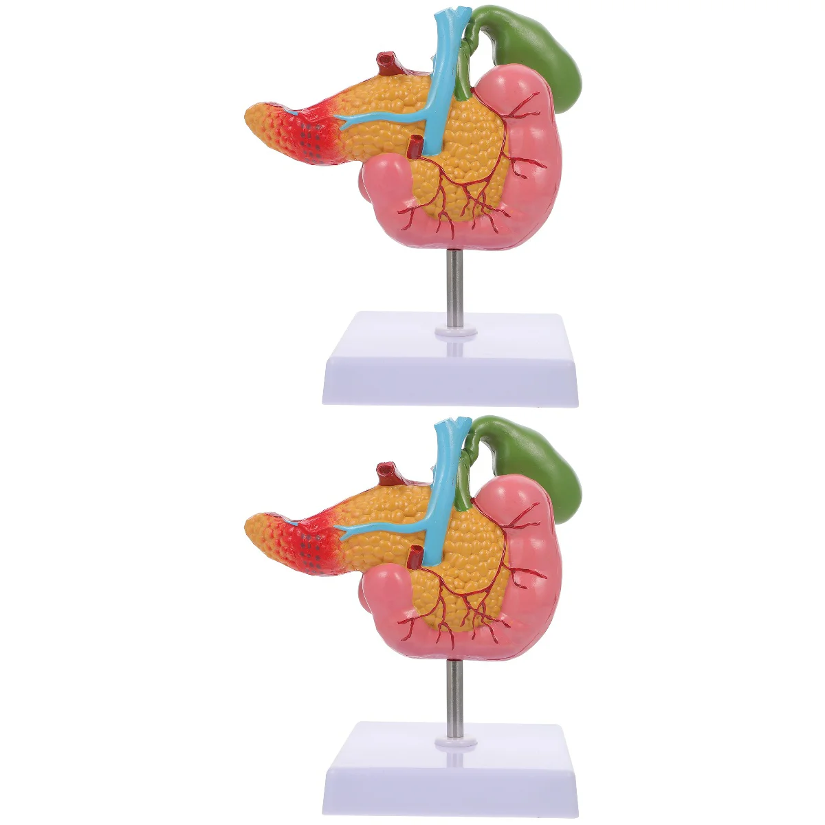 2pcs Pancreas Pathology Model Duodenal Pathological Model Teaching Instrument for Student Study
2pcs Pancreas Pathology Model Duodenal Pathological Model Teaching Instrument for Student Study