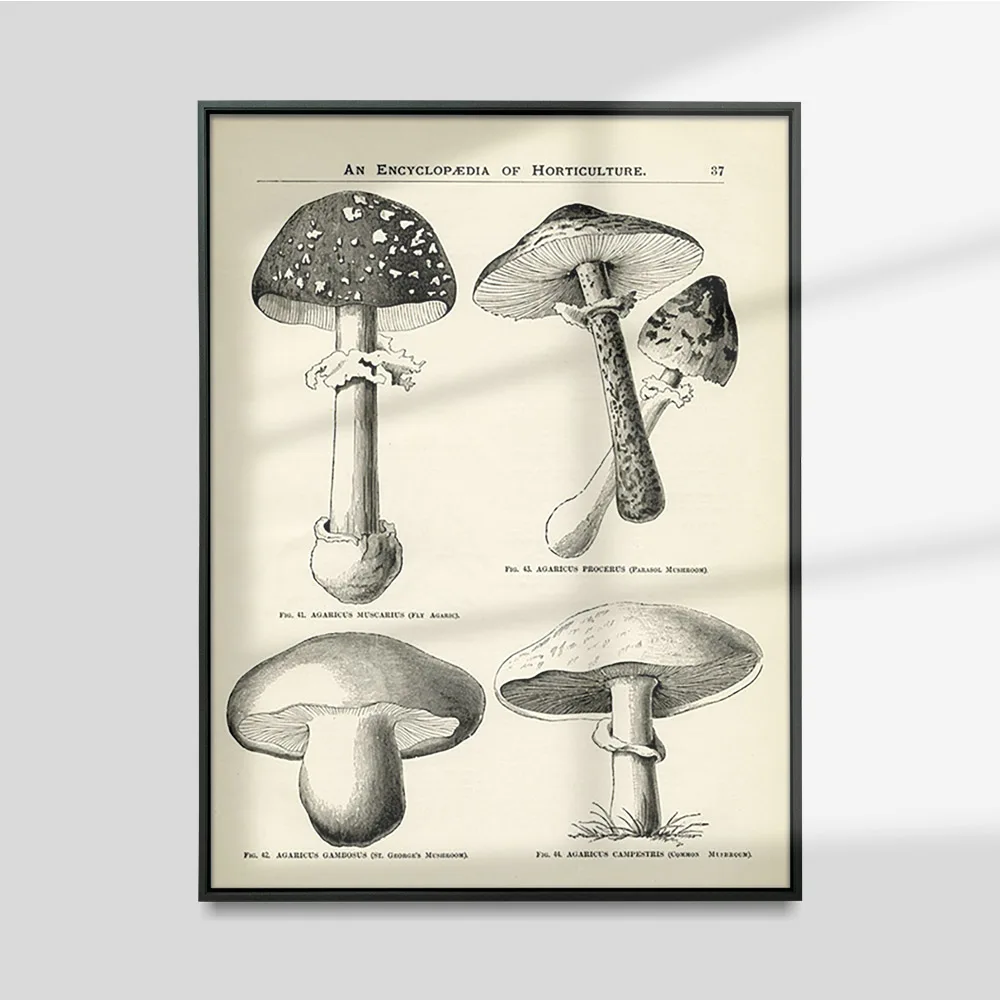 Mushroom Encyclopedia Vintage Illustration Poster Botany Art Print Canvas Painting Wall Stickers Decor
Mushroom Encyclopedia Vintage Illustration Poster Botany Art Print Canvas Painting Wall Stickers Decor