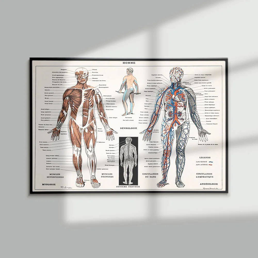 Homme Anatomy Vintage Poster Skeleton Educational Canvas Painting Print Science Medical Doctor Clinic Wall Art Picture Decor
Homme Anatomy Vintage Poster Skeleton Educational Canvas Painting Print Science Medical Doctor Clinic Wall Art Picture Decor