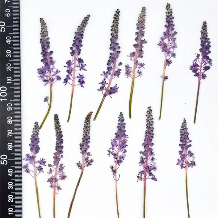 60pcs Purple Pressed Dried Barnardia Japonica Flower Plant Herbarium For Jewelry Bookmark Phone Case Invitation Card Craft DIY
60pcs Purple Pressed Dried Barnardia Japonica Flower Plant Herbarium For Jewelry Bookmark Phone Case Invitation Card Craft DIY