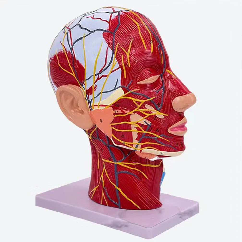 With Muscle and Nerve Blood Vessel Human Head Model Brain Anatomy Oral Cavity Throat Anatomical Models Skull Face Muscle 100%New
With Muscle and Nerve Blood Vessel Human Head Model Brain Anatomy Oral Cavity Throat Anatomical Models Skull Face Muscle 100%New