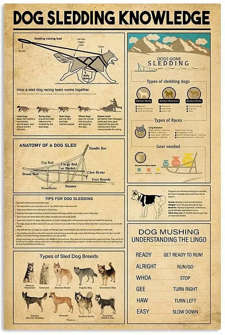 

Dog Sledding Knowledge Retro Metal Tin Sign Anatomy Of A Dog Sled Printing Poster Club Bar Cafe Living Room Garage Home Art Wall